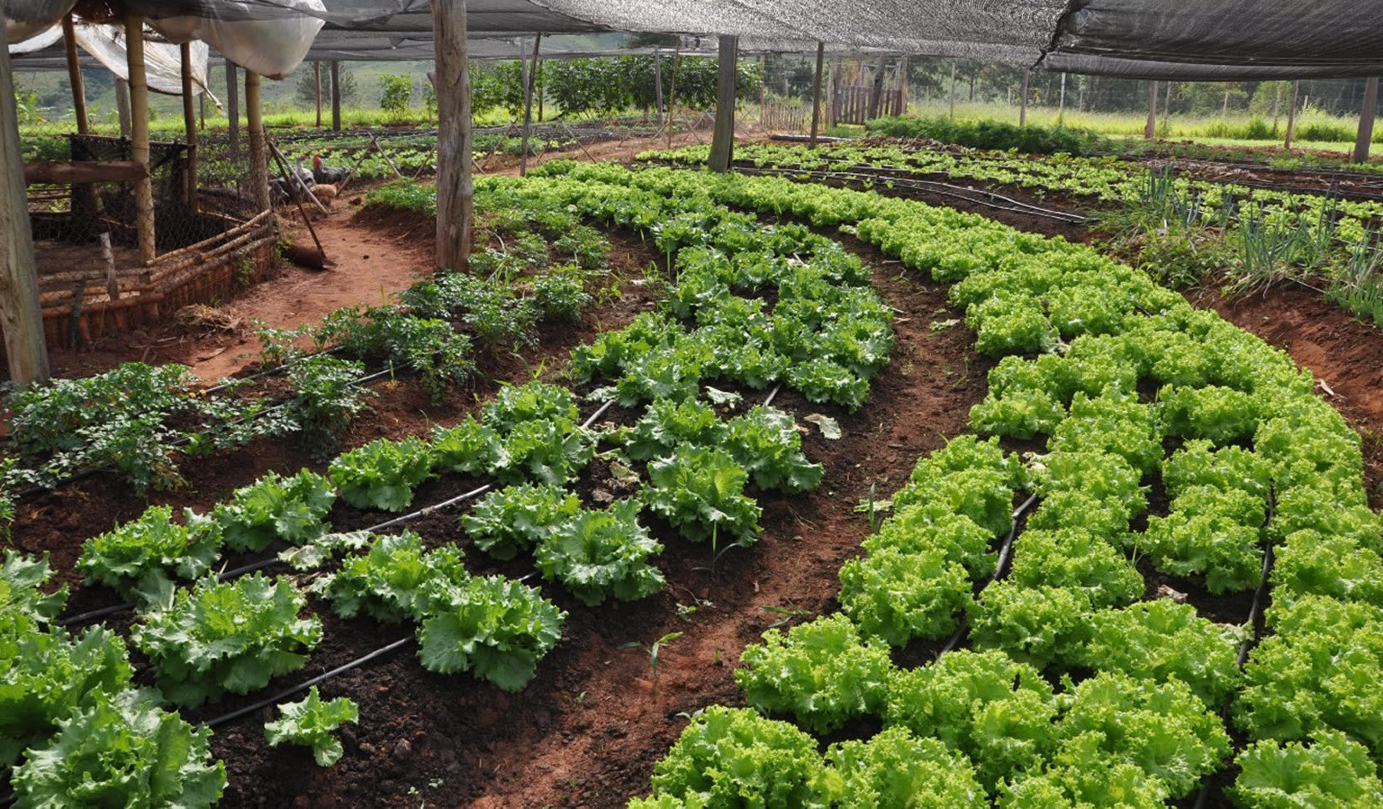 Plantações Orgânicas Ecológicas